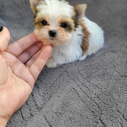 Lorelai - Parti female Yorkshire Terrier puppy in Middleton, Idaho from Rocky Mountain Yorkies