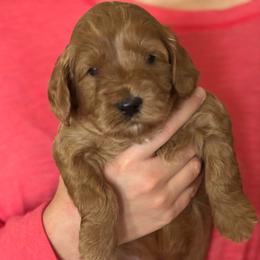 JACK - Red male Australian Labradoodle puppy in Austin, Texas from AussieTex Labradoodles