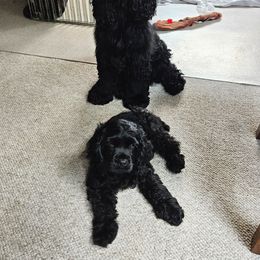 Cocker Spaniel Puppies from Cocker Paradise