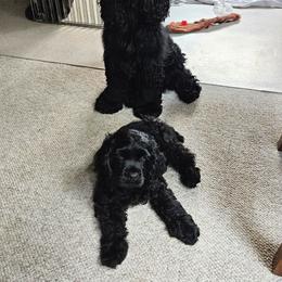 Cocker Spaniel Puppies from Cocker Paradise