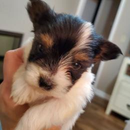 Morkie and Yorkshire Terrier Puppies from Southern Charn Precious Paws