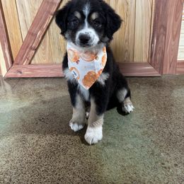 Drift - Black tri-color female Australian Shepherd puppy in Newton, Mississippi from Bright Star Aussies