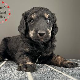 Poodle puppies from Roemer’s Standard Poodles