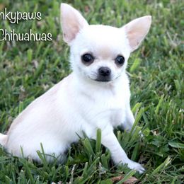Chihuahua Puppies from Spunkypaws Chihuahuas