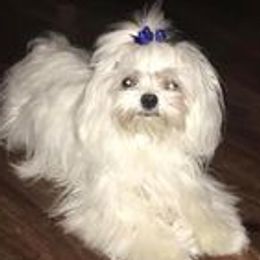 Mallow - Maltese