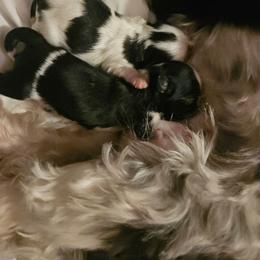 GIRL 1 - Black and white female Shih Tzu puppy in Little Falls, Minnesota from Tough Shih