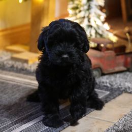 Raven - Black female Whoodle puppy in West Bend, Iowa from Blue Skies Terriers