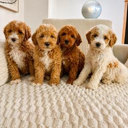 Goldendoodle and Golden Retriever Puppies from BloomingPuppies