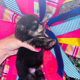 Black and tan boy - Black and tan parti male Pomeranian puppy in Fayetteville, North Carolina from Tar-heel Poms