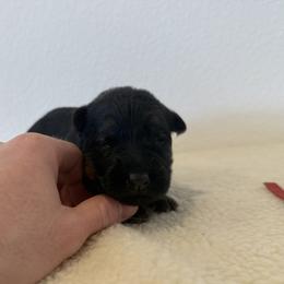 Purple Girl 2 - Black and red female German Shepherd puppy in Vancouver, Washington from Purebred Elite Shepherds