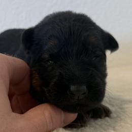 Purple Girl 2 - Black and red female German Shepherd puppy in Vancouver, Washington from Purebred Elite Shepherds