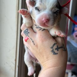 Penny - Blue merle and white female American Corgi puppy in Aberdeen, Washington from Coastal country Farms