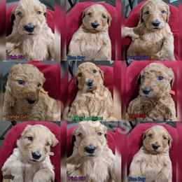 Goldendoodle Puppies from Lu Doodles
