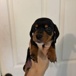 Piper - Black and tan female Dachshund puppy in Conroe, Texas from R&M Dachshunds
