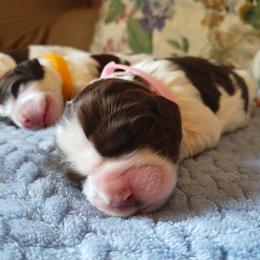 Gratitude - Liver and white female English Springer Spaniel puppy in Kingsport, Tennessee from Leandra's English Springer Spaniels