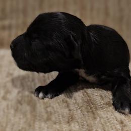 Lucy - Black and gold female Yorkshire Terrier puppy in Vancouver, Washington from Yorkastle Kennels