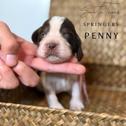 Penny - Liver and white female English Springer Spaniel puppy in Brownsville, Texas from South Texas Springers