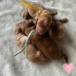 Cockapoo Puppies from Cutie Cockapoos Breeding