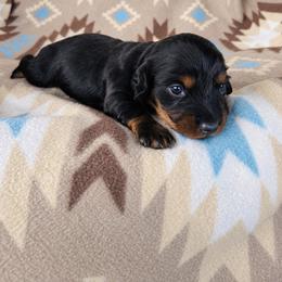 Boy 1 - Black and tan male Dachshund puppy in Oklahoma from Red Oak Long Dogs