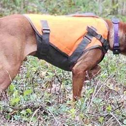 Vizslas from Marco Pierobon