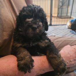 Orion - Merle male Bernedoodle puppy in Malden, Illinois from Doting Doodles
