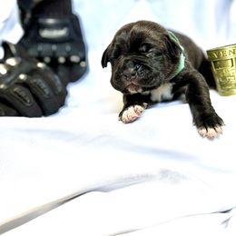 Cane Corso Puppies from Mostro Legacy Kennel