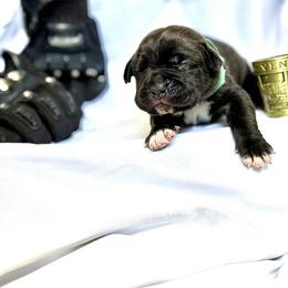Cane Corso Puppies from Mostro Legacy Kennel
