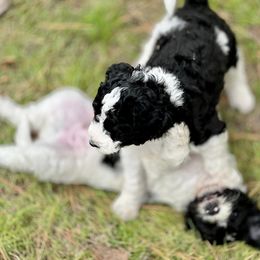 Assorted Doodle Crosses and Goldendoodle Puppies from Wake Forest Darling Doodles