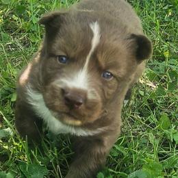 Kilo - Red and white male Siberian Husky puppy in Louisville, Kentucky from Wild Hunt Huskies