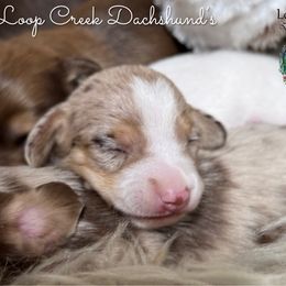 Bailey - Dapple female Dachshund puppy in Fayetteville, West Virginia from Loop Creek Dachshunds