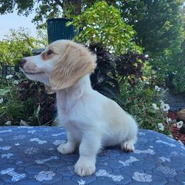 Fancy - Cream female Dachshund puppy in Cherry Tree, Oklahoma from Peavine Creek Dachshunds