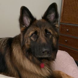 German Shepherds from Haus der Liebe German Shepherds