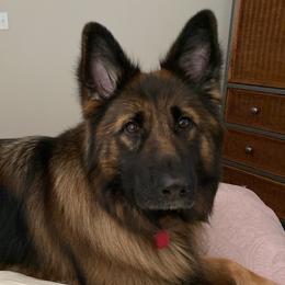 German Shepherds from Haus der Liebe German Shepherds