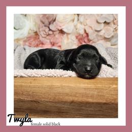 Twyla - Black female Schnoodle puppy in Lebanon, Missouri from Cedar Glades Canines