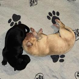 Girl 1 - Black female Labrador Retriever puppy in Sherman, Illinois from Prairie State Labs