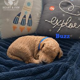 Buzz - Apricot male Goldendoodle puppy in Noblesville, Indiana from Heart & Paw Goldendoodle Co.