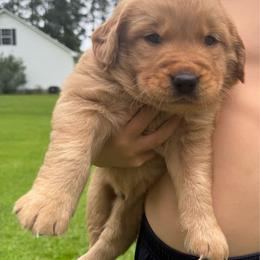 Blue Bear - Dark golden male Golden Retriever puppy in Lincolnton, Georgia from Lincoln Kennels