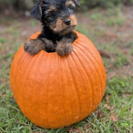 Black bear - Black and tan male Yorkshire Terrier puppy in Valdosta, Georgia from Lynn's Yorkshire Terriers