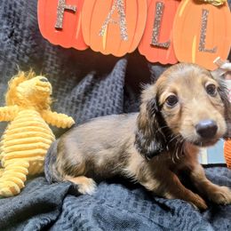 Goku - Red male Dachshund puppy in Vacaville, California from SchmooterBabies