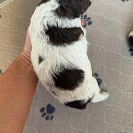Boy 1 - Brown roan male Lagotto Romagnolo puppy in Sherman, Texas from Texas Lagottos