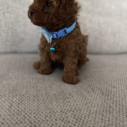 Poodle Puppies from Pups and Paws Toy Poodles