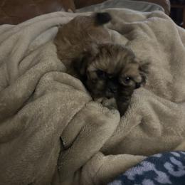 Shih Tzu Puppies from Prestige Shih Tzu Family