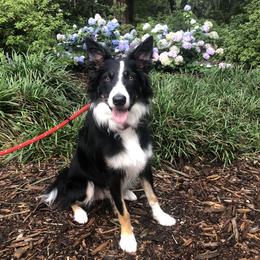 Border Collie Puppies from Ferguson Border Collies