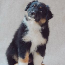Poppy - Black tri-color female Australian Shepherd puppy in Aberdeen, North Carolina from Huckleberry Hill Aussies LLC.