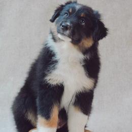 Poppy - Black tri-color female Australian Shepherd puppy in Aberdeen, North Carolina from Huckleberry Hill Aussies LLC.