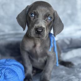 Weimaraner puppies from Hilltop Farms