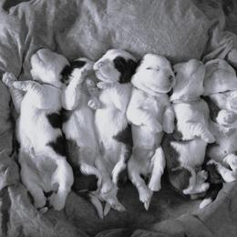 Saint Bernard Puppies from Shoen Saint Bernards