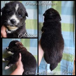 Allison - Black and white female Siberian Husky puppy in Bloomfield, Indiana from Paiges lil huskies