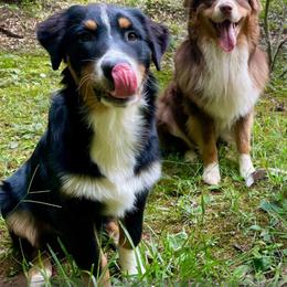 Australian Shepherd All Grown Up from Muckalee Lane Aussies