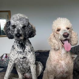 Poodle puppies from Haylee’s Pups & Paws